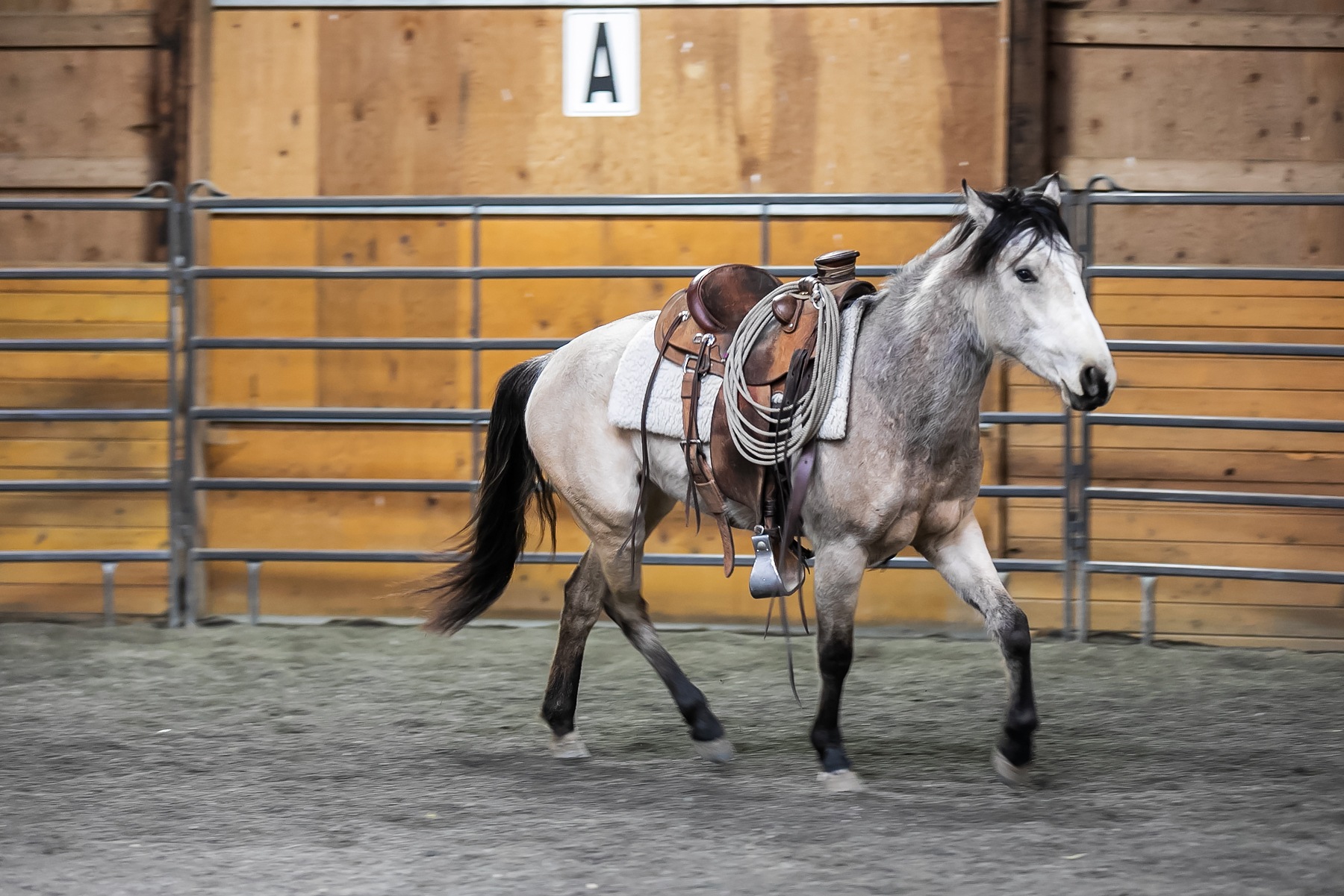 Frosting’s First Ride