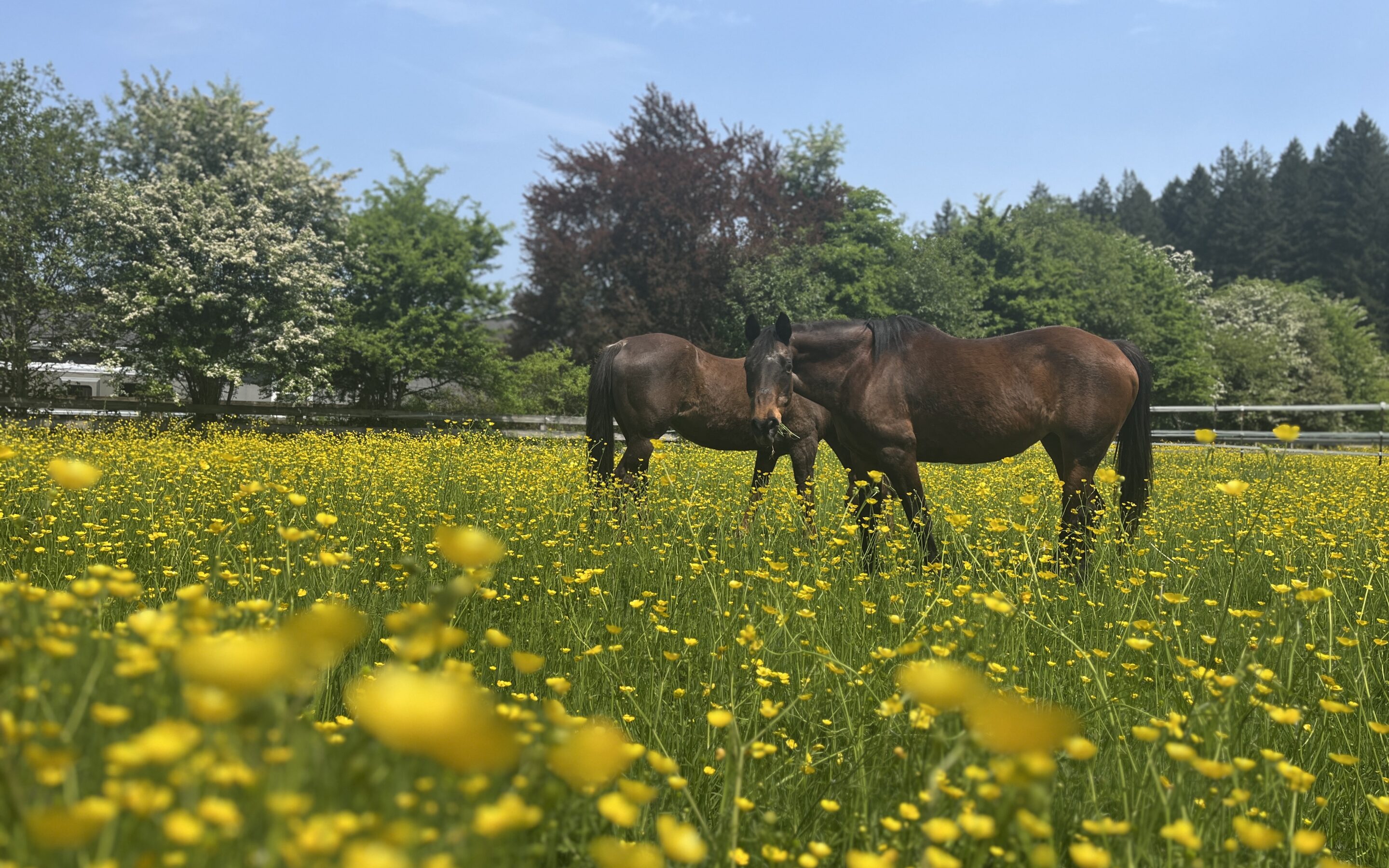 Bandit & Brandy on Grass
