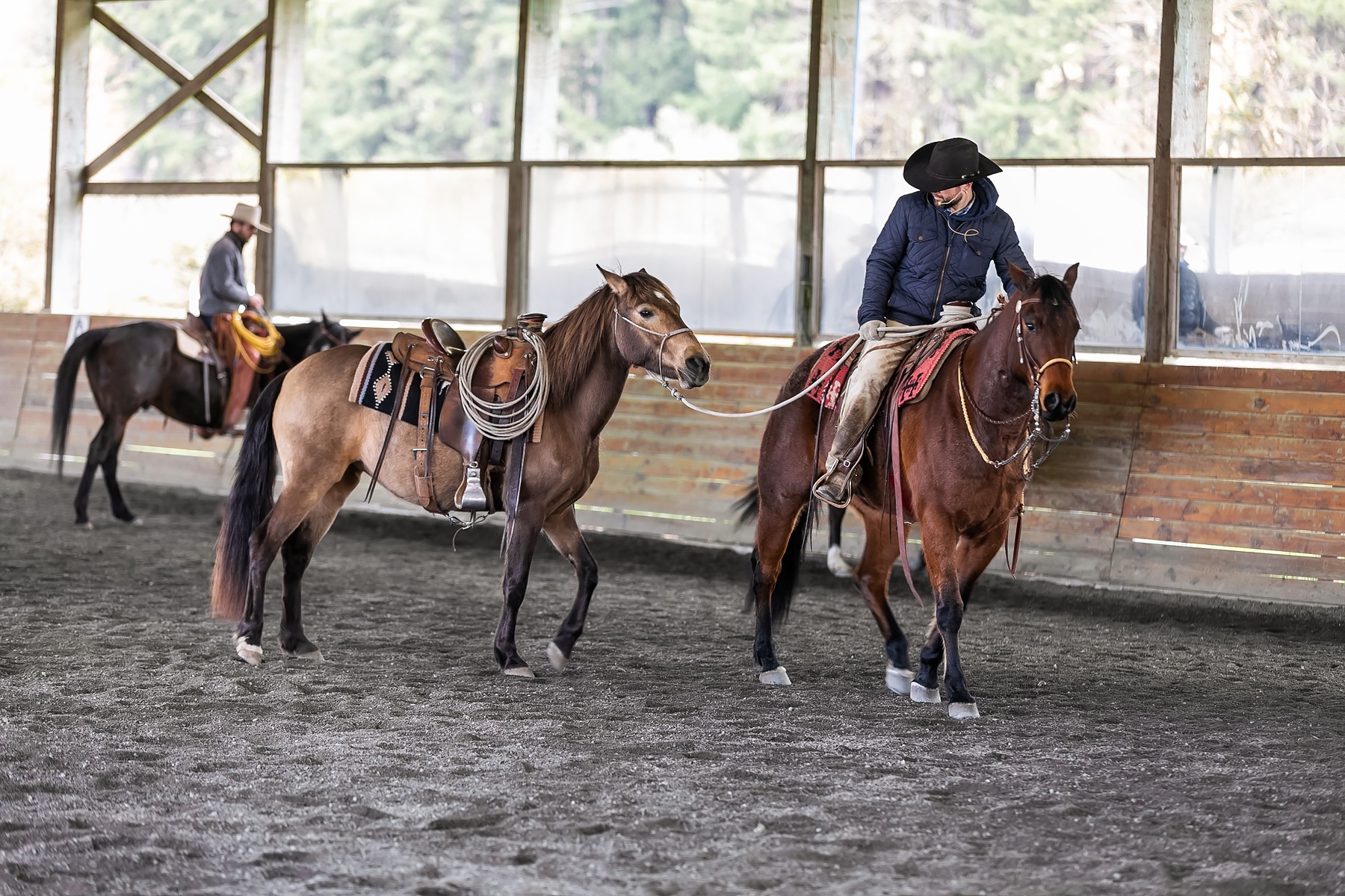 Back to (halter starting) Basics with Esme