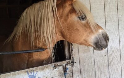 Alumni update: Bowie