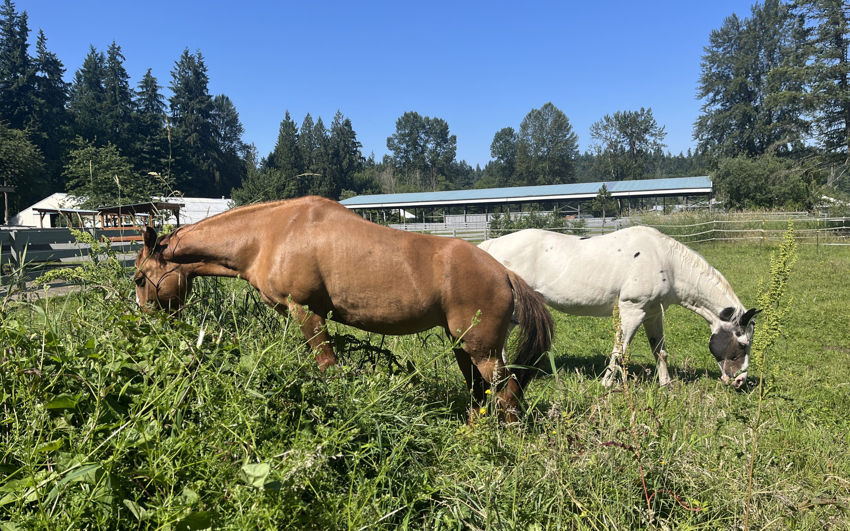 Grass Time for Lacey and Domino