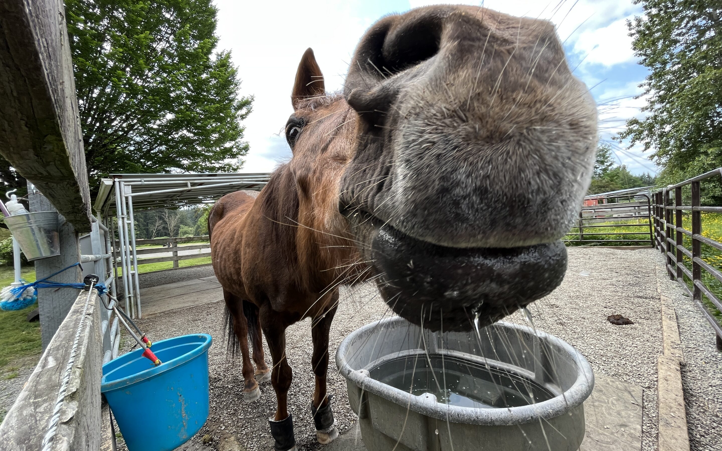 Brandy’s Mouth