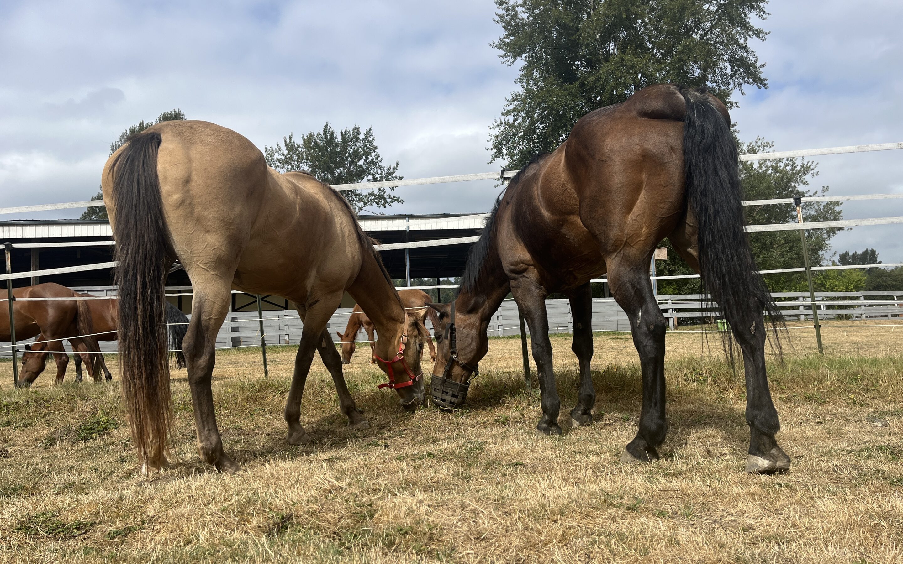 Roy and Mirana, Grazing by a Tree..