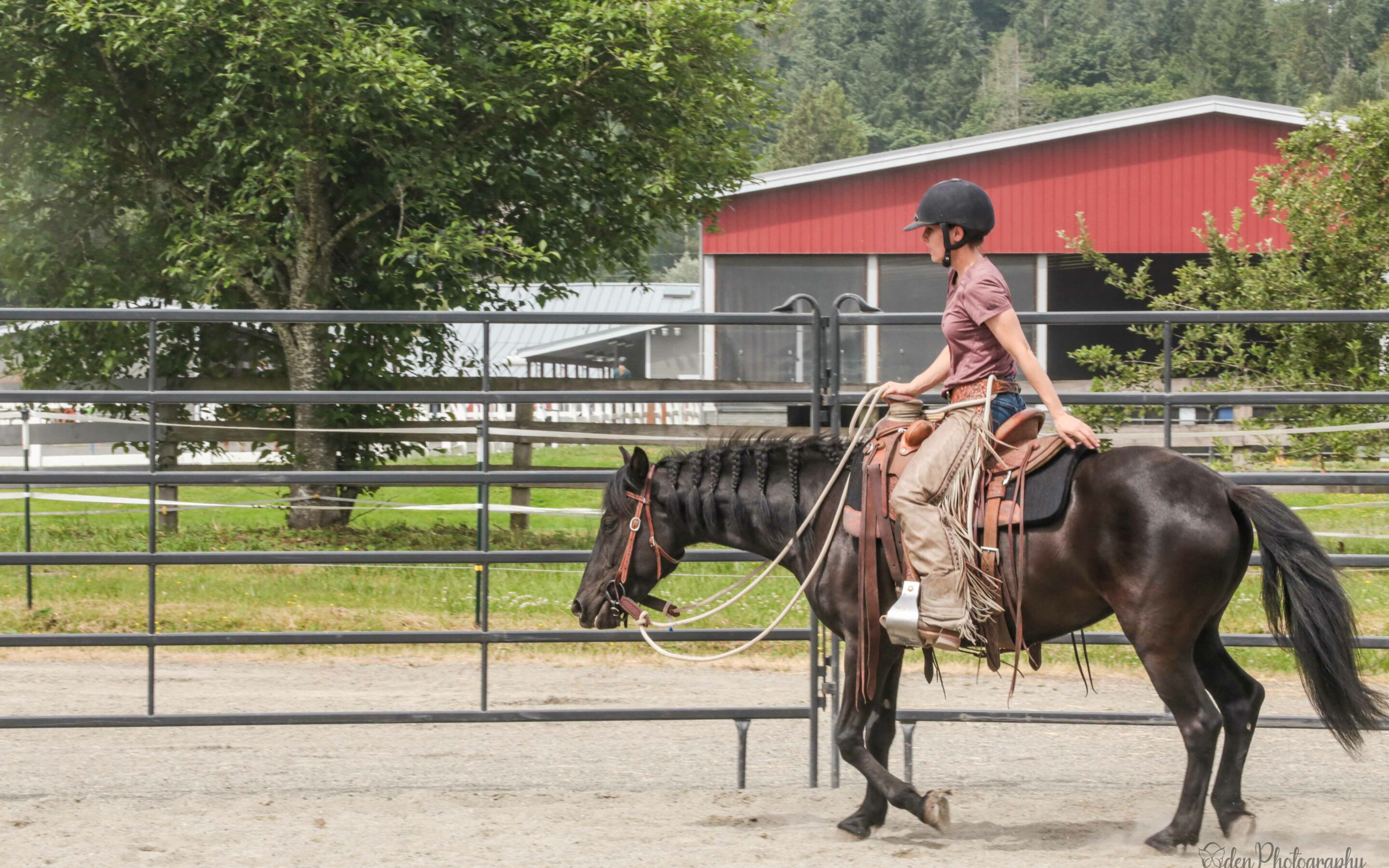 Training Update: Moshi in the Outdoor Roundpen