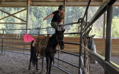 Flagging Poppy on the Rail