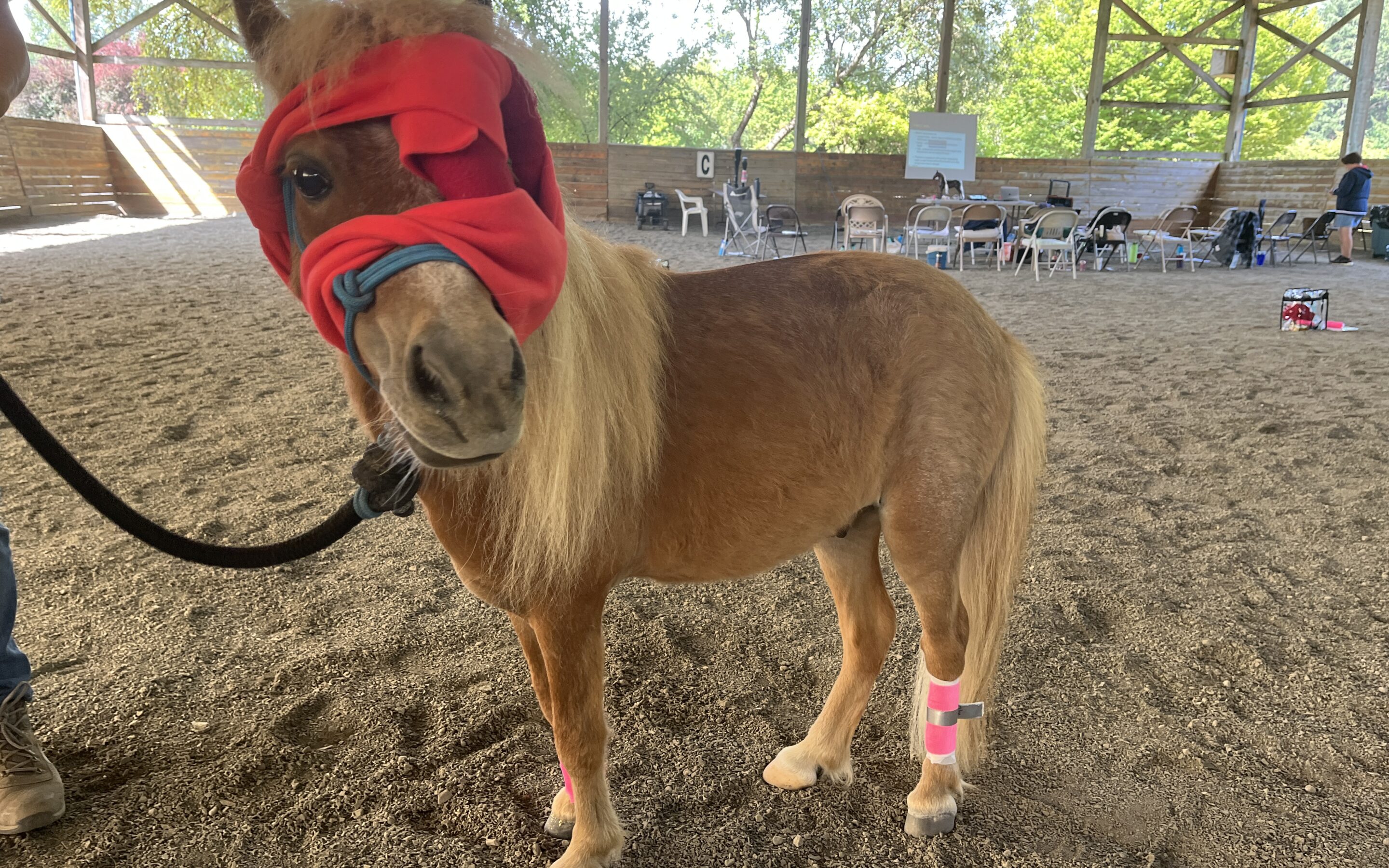 Learning First Aid with Sunny & Shasta