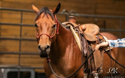 Ciara’s Saddling Journey