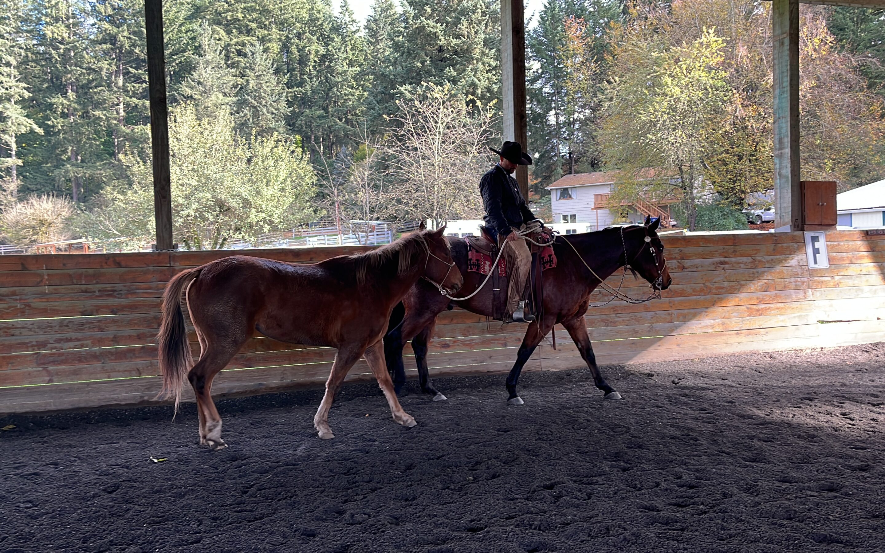 Inula Learns to Pony