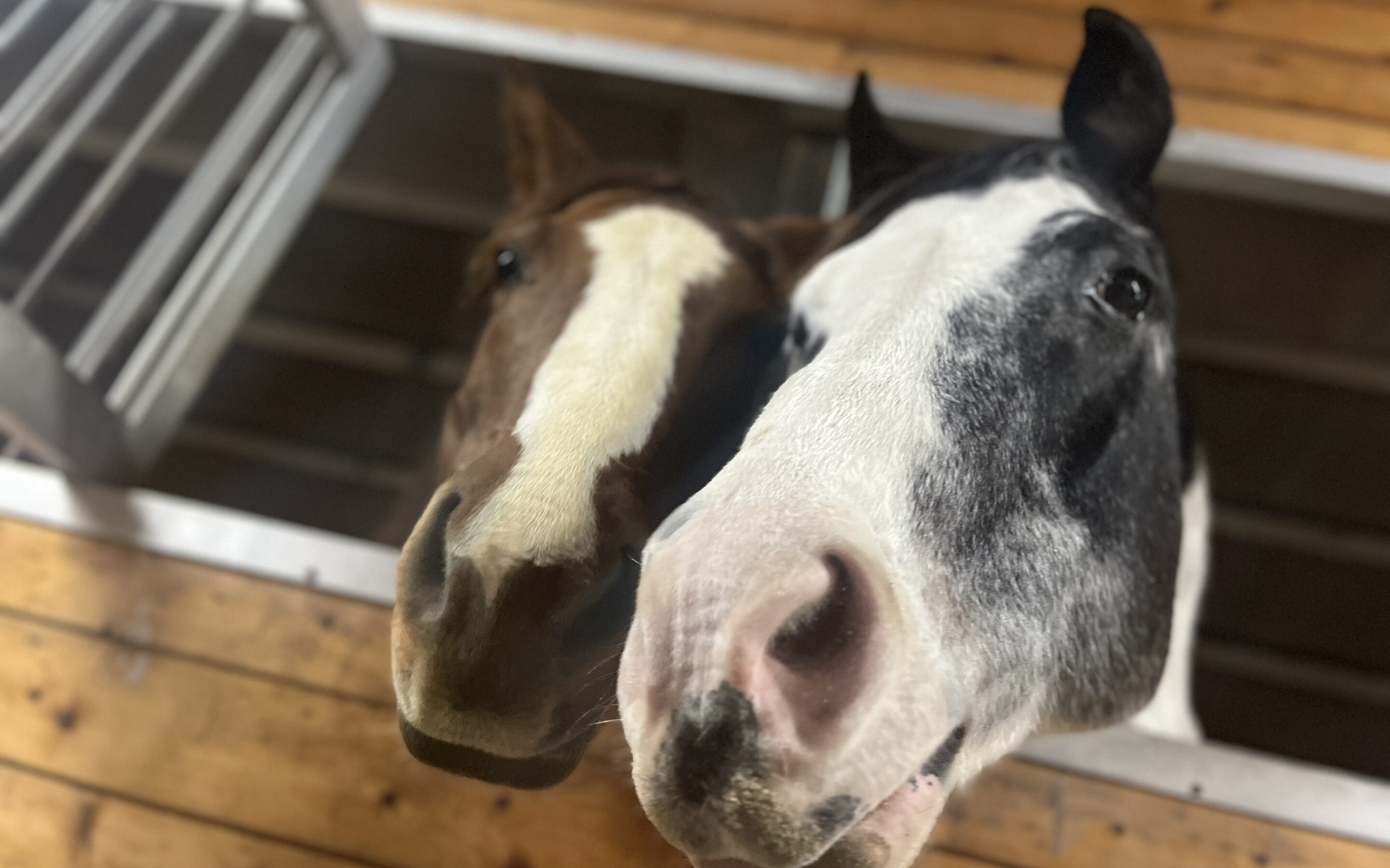 Domino’s Emotional Support Lacey