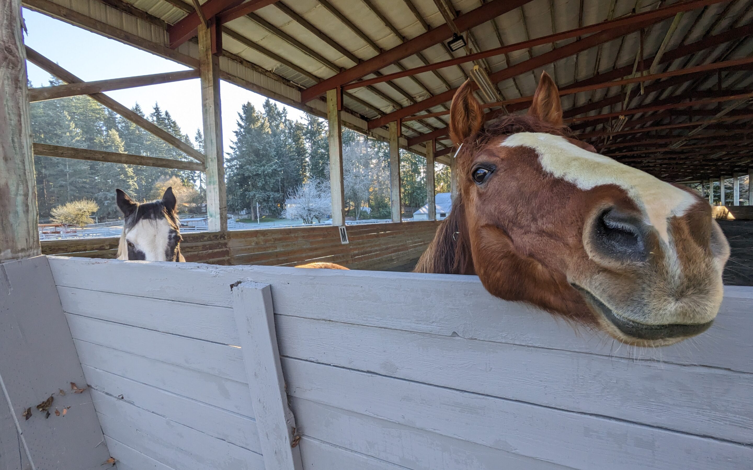 Guard Pony Lacey