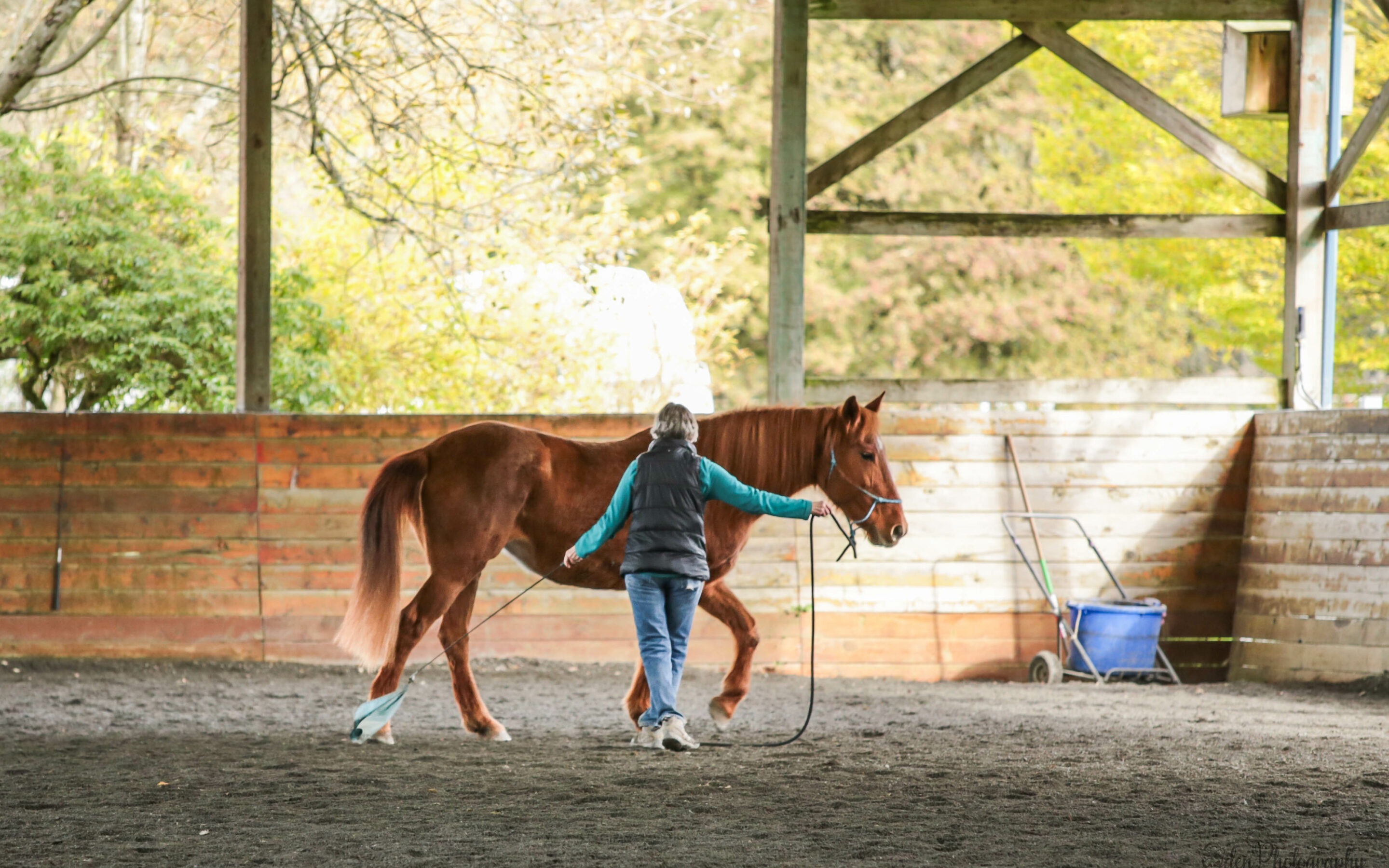 November Clinic Report: Sienna