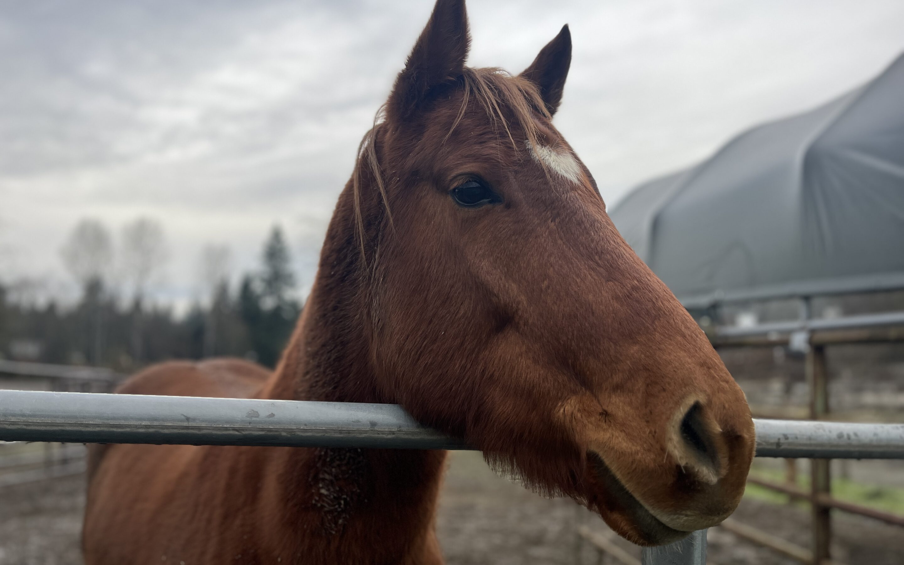 The Saga of Harissa’s Swollen Face