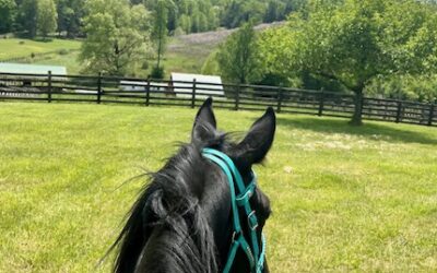 Alumni Update: Bubbles (Bella)