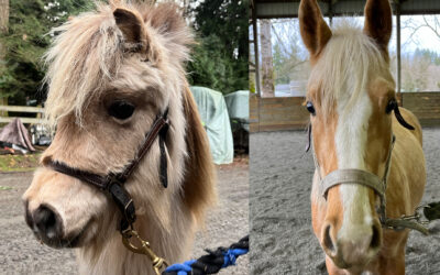 Introducing Champagne and Theo!