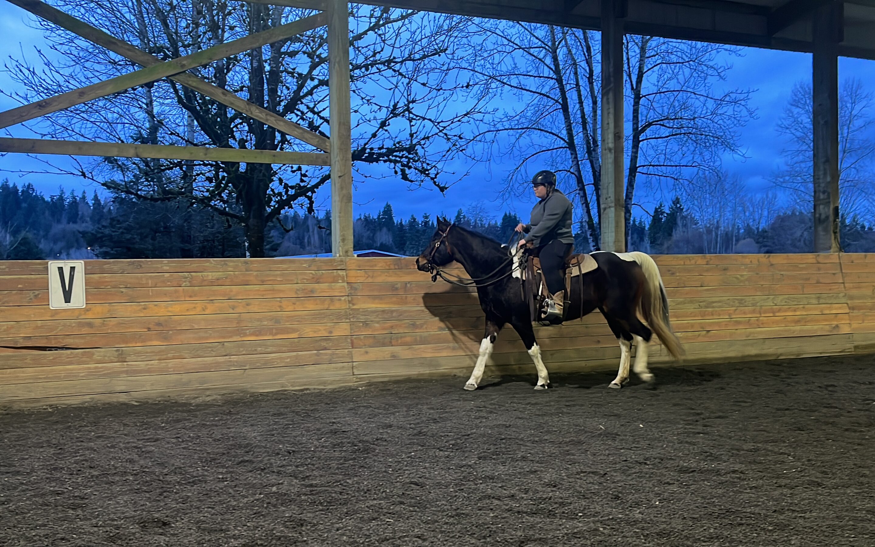 Violet in the Outdoor Arena