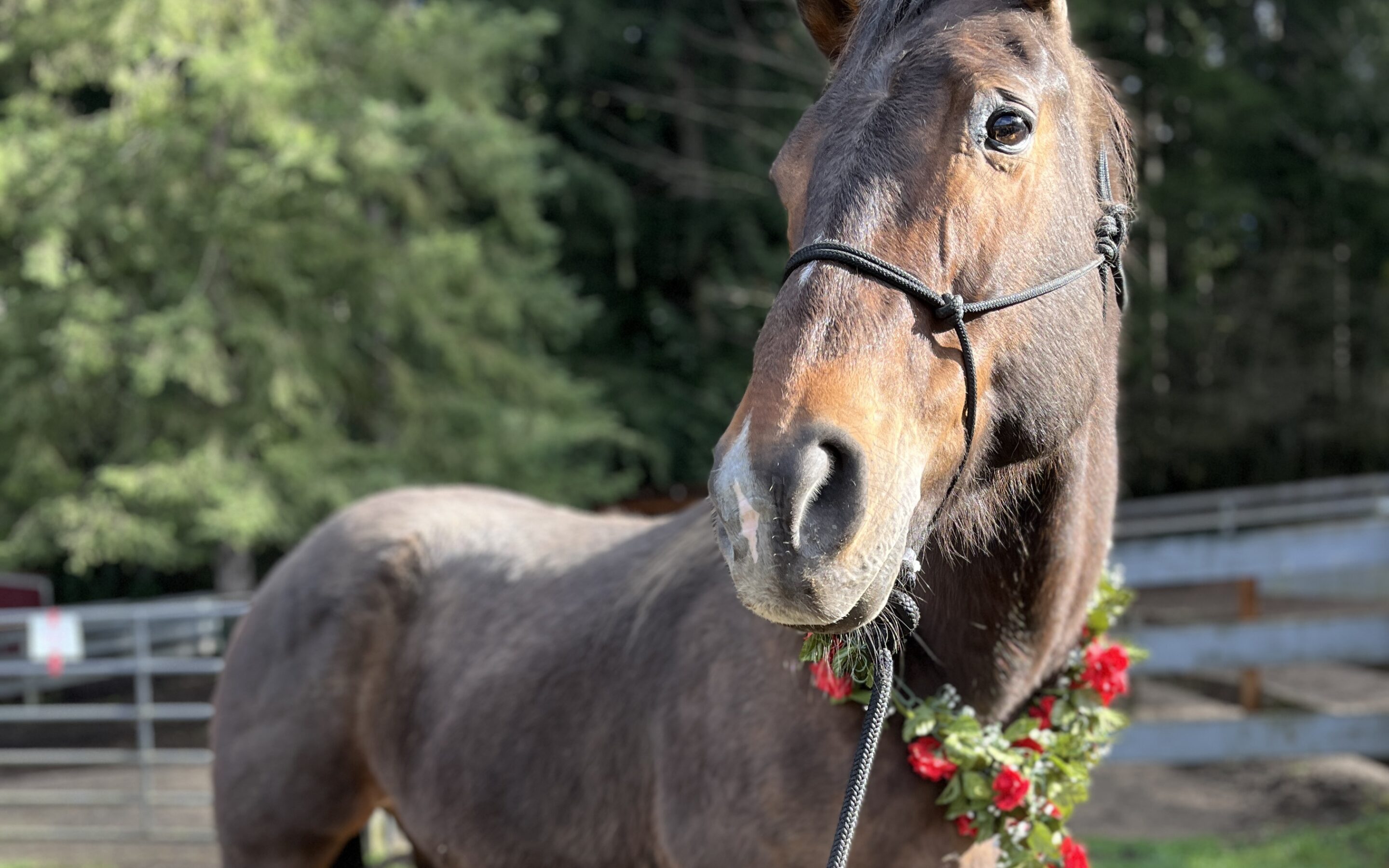 Bijou Seeks a Valentine