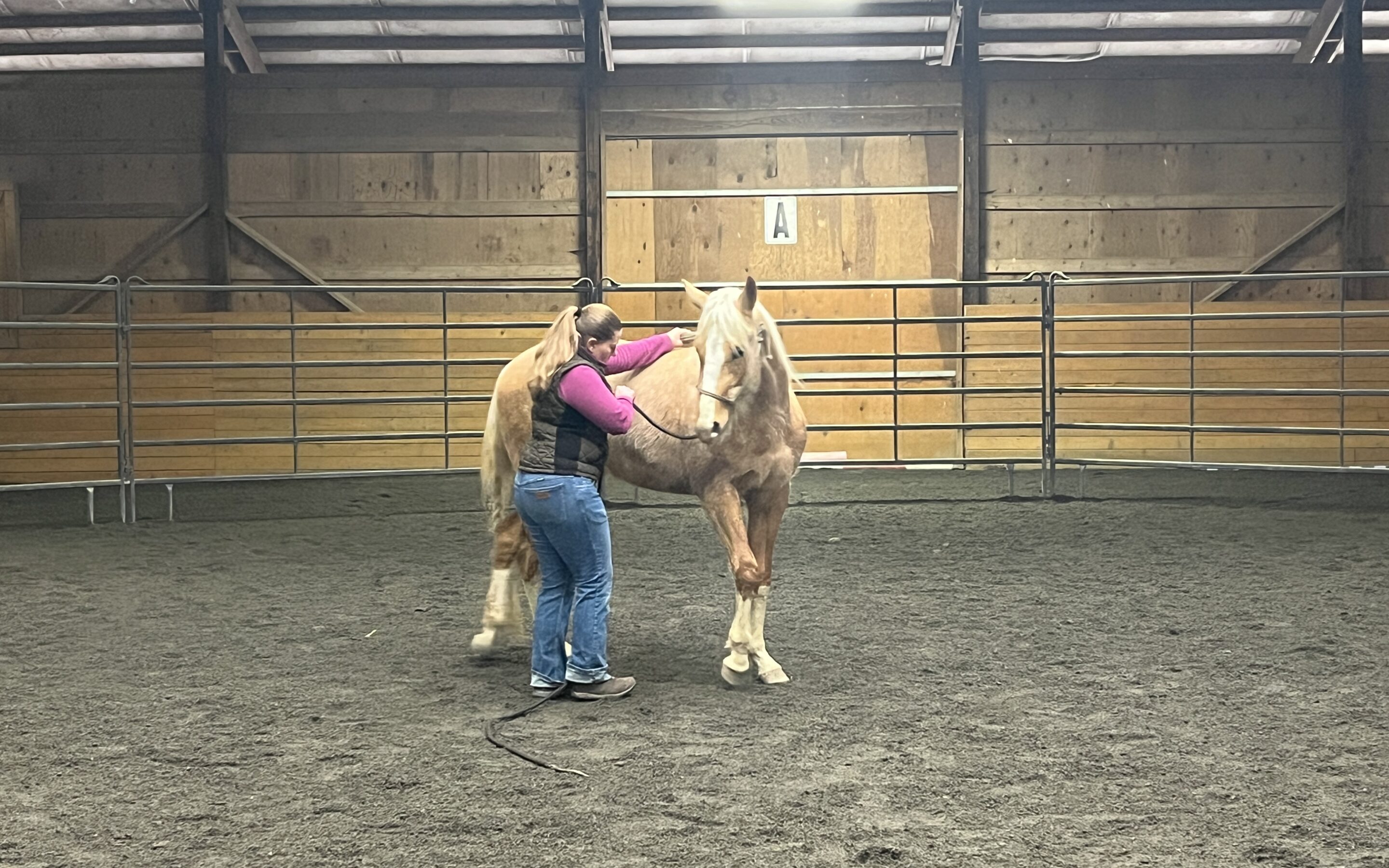 Theo’s First Groundwork Session