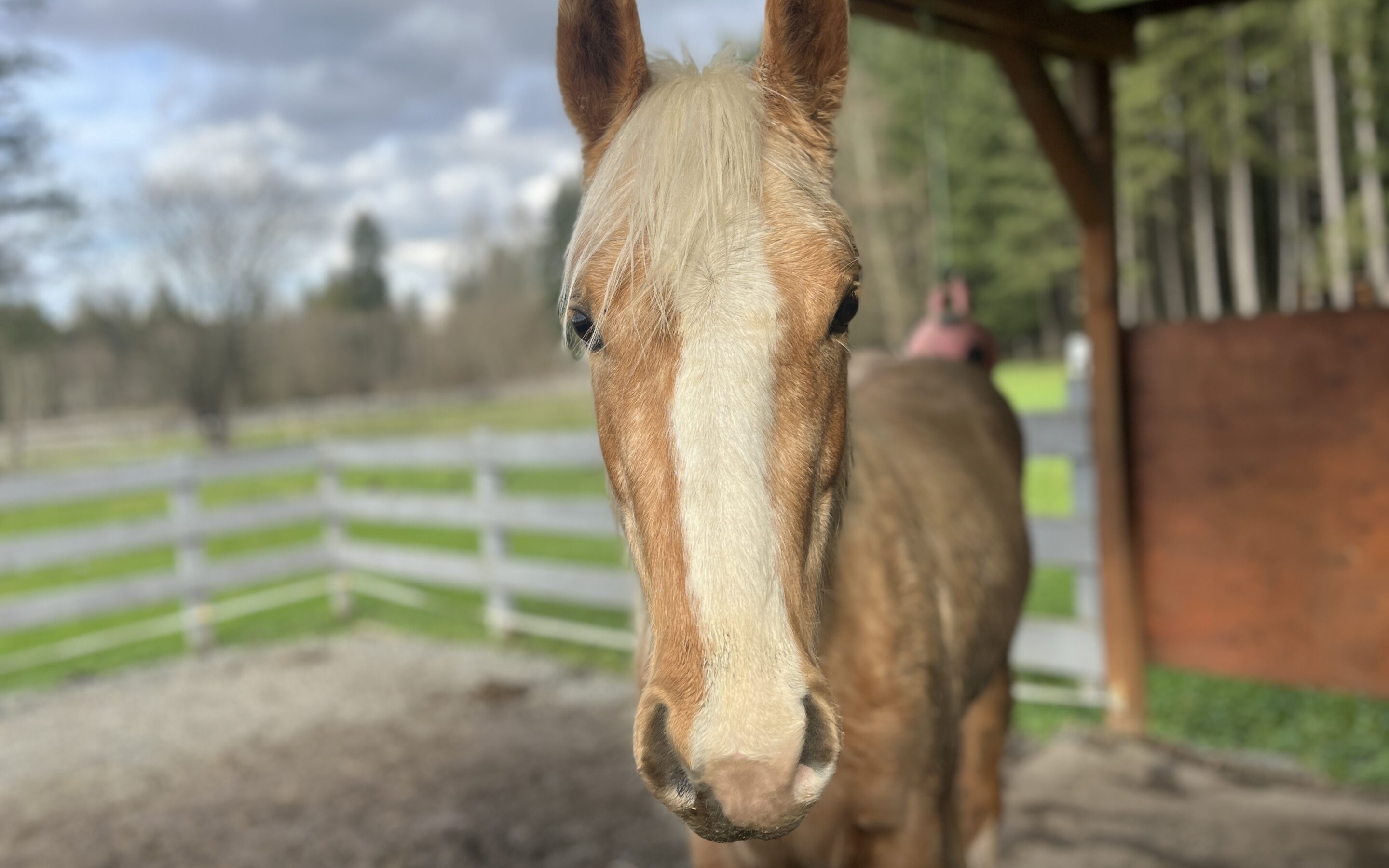 Theo is a Gelding!