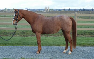 Aries Seeks New Home
