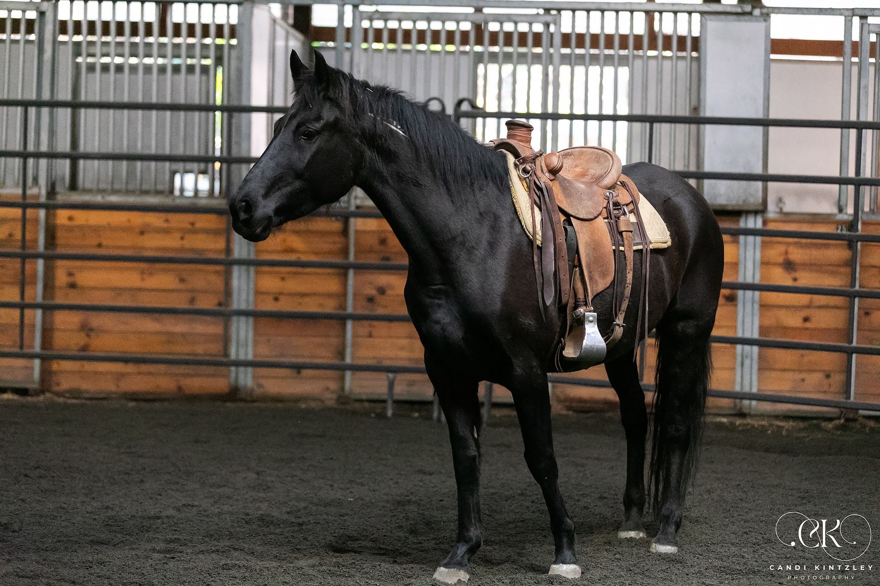 Blanche’s First Saddling