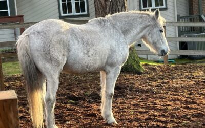 Alumni Update: Sebastian (Sparky)