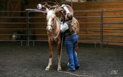 Theo’s First Saddling