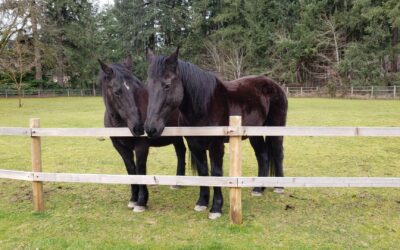 Alumni Update: Betty & Eleven