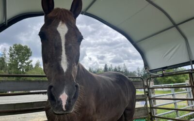 Bailey’s Troubled Hooves
