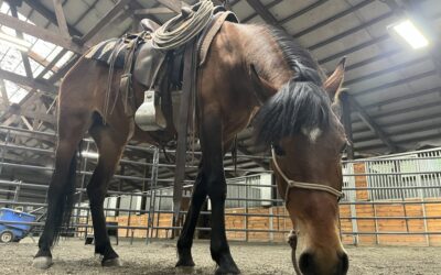 Back in the saddle with Barb