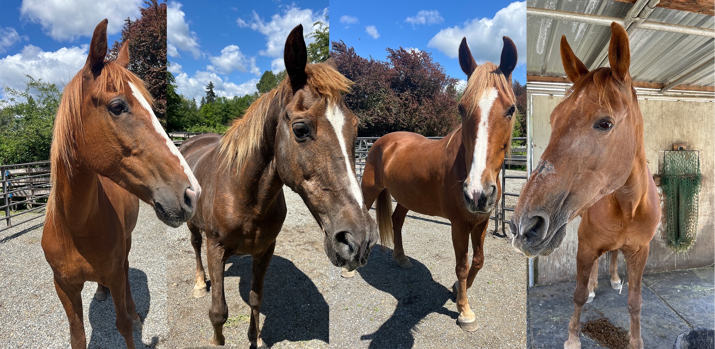 Walkin’ Into SAFE: Zuri, Bailey, Cleopatra, Deja Vu