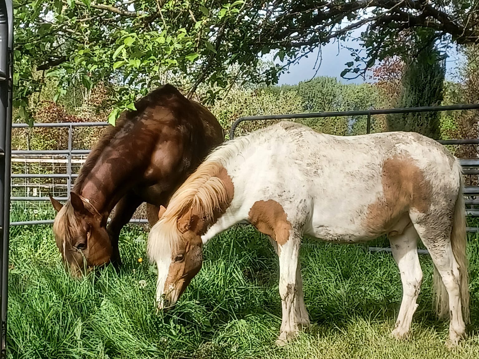 Inula and Finn (Doolin), Foster Friends!