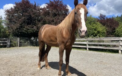 Halter-Starting the Halter-Started