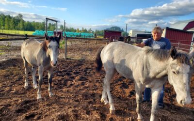 Safe at Home: Happy Geldings