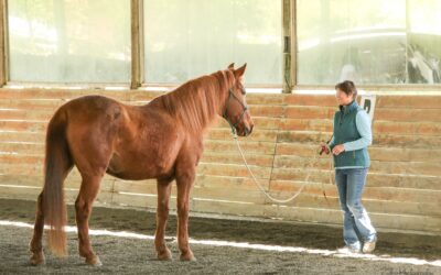 May Joel Conner Clinic Report: Sienna