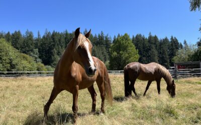 Cleo and Deja on Grass