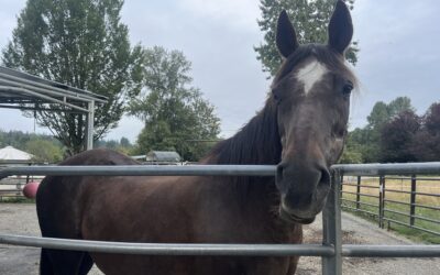 Brandy’s Manure Mystery
