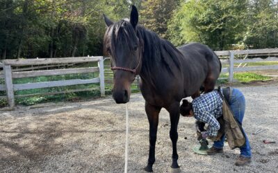 Nova’s Hoof Trim