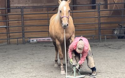 Hoof Handling Progression with Winter