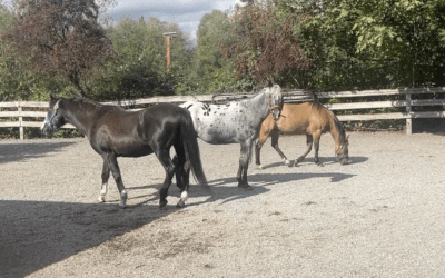 Welcoming Oreo, Ranger, and Mabel!