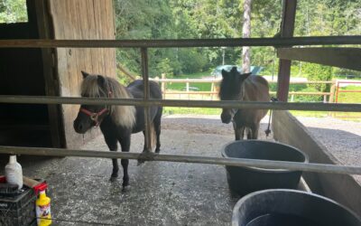 Alumni Update: Daisy, Cookie & Harper