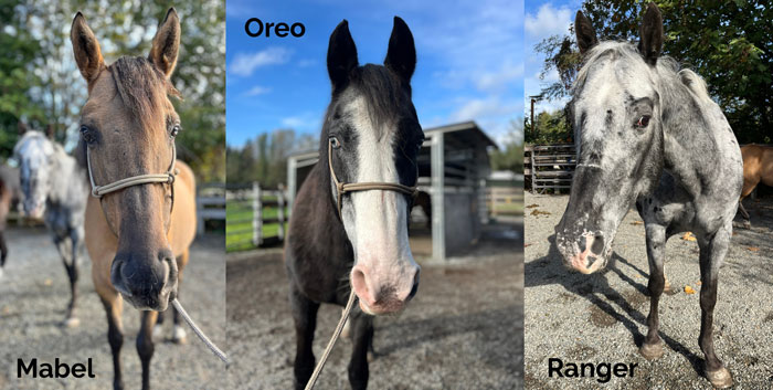 Meet Ranger, Oreo, and Mabel