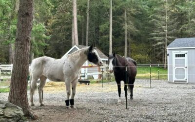 Domino and Oreo are Adopted!