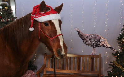 Thanksgiving in December (or: A Turkey’s Wish)