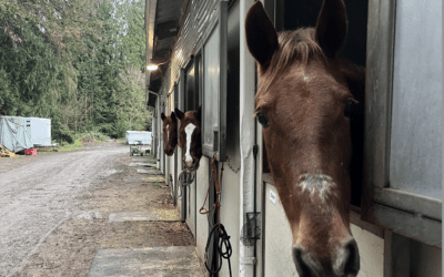 Zuri: Caring for Our Beloved Senior Mare