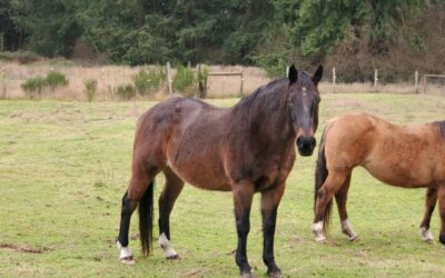 Alumni Update: Roscoe