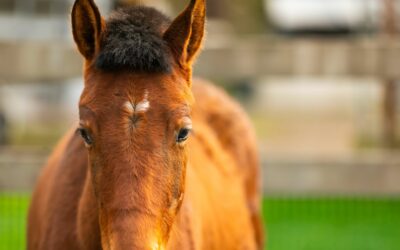 Introducing SAFE’s Valentine Herd