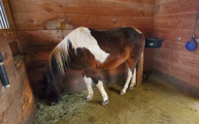 Alumni Update: Violet