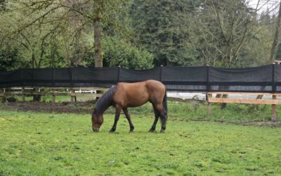 New Gelding Mateo
