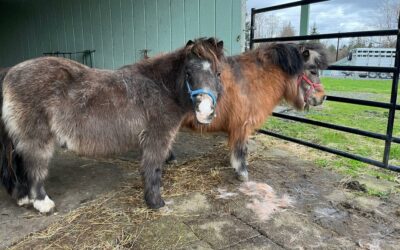 Alumni Update: Whisky and Shortbread