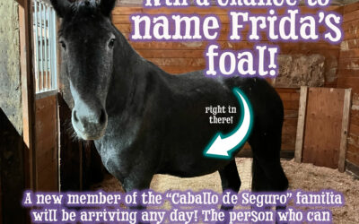 Guess the Birthday and Name the Foal!
